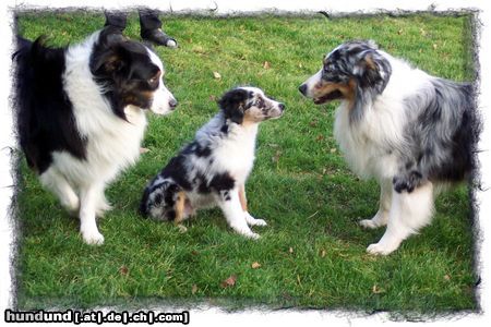 Australian Shepherd Hunde Foto 8079 Australian Shepherd Artus, Merlin und Mini-Aussie Angel