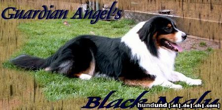 Australian Shepherd Hunde Foto 21279 in höherer Auflösung ansehen Australian Shepherd Guardian Angel''s Black Malu