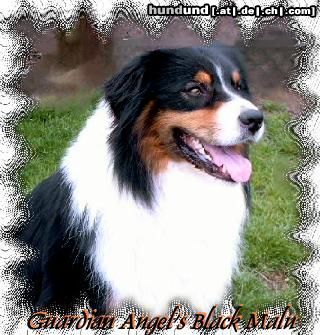 Australian Shepherd Hunde Foto 21278 in höherer Auflösung ansehen Australian Shepherd Guardian Angel\'s Black Malu