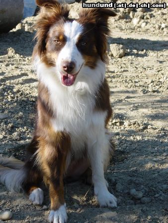 Australian Shepherd Hunde Foto 16480 Australian Shepherd Mandy, 1-jährig
