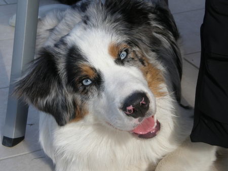 Australian Shepherd Mango 8 Monate