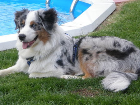 Australian Shepherd Mango 8 Monate