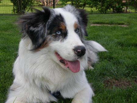 Australian Shepherd Hunde Foto 42049 in höherer Auflösung ansehen Australian Shepherd Mango 8 Monate