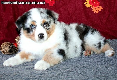 Australian Shepherd unsere wunderschöne Mara