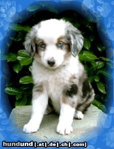 Australian Shepherd Hunde Foto 14158 Australian Shepherd Megan