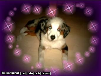 Australian Shepherd Hunde Foto 15512 in höherer Auflösung ansehen Australian Shepherd Mini-Aussie Megan mit 4 Monaten