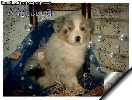 Australian Shepherd Hunde Foto 9079 Australian Shepherd Guardian Angel\'s Drue Melina, 8 Wochen