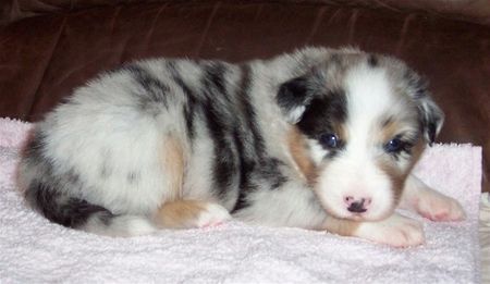 Australian Shepherd Hunde Foto 33637 in höherer Auflösung ansehen Australian Shepherd Merlin, geb. 25.07.06