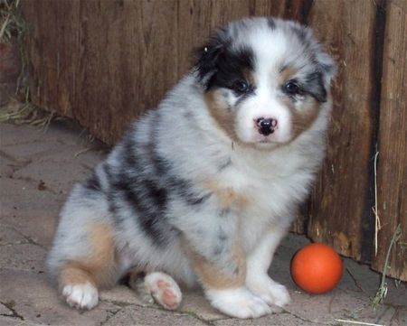 Australian Shepherd Hunde Foto 33845 in höherer Auflösung ansehen Australian Shepherd Merlin, geb. 25.07.06. So sehe ich mit 5,5 Wochen aus!