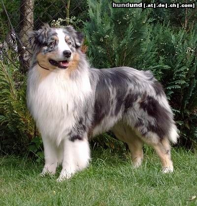 Australian Shepherd Hunde Foto 6336 Australian Shepherd unser Merlin