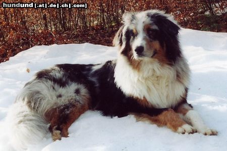 Australian Shepherd Hunde Foto 15976 in höherer Auflösung ansehen Australian Shepherd Milo