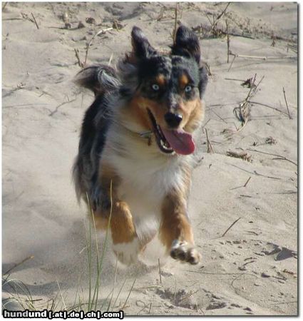 Australian Shepherd Hunde Foto 24951 in höherer Auflösung ansehen Australian Shepherd Dünen herunter sausen ist genial!!
