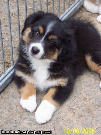 Australian Shepherd Hunde Foto 22709 in höherer Auflösung ansehen Australian Shepherd Darling's Deja Vu - Sidney