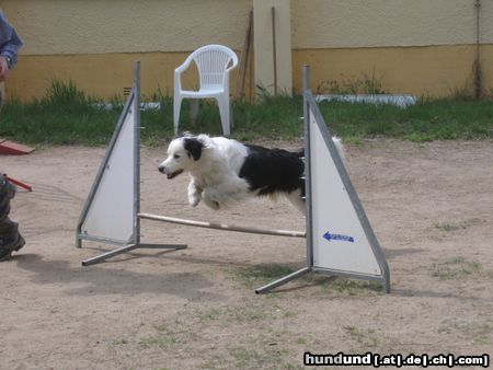 Australian Shepherd Hunde Foto 21223 Australian Shepherd Momo fliegt