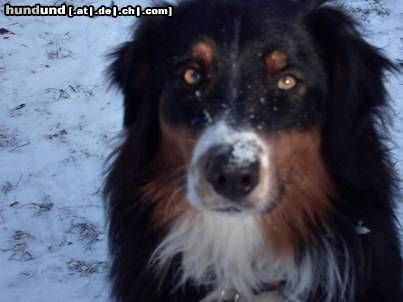Australian Shepherd Hunde Foto 8324 Australian Shepherd Murphy (Detrian vom Hause Atreides)