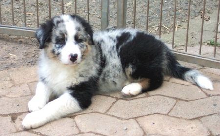 Australian Shepherd Hunde Foto 38413 in höherer Auflösung ansehen Australian Shepherd Darling's Only The Best - Nigel