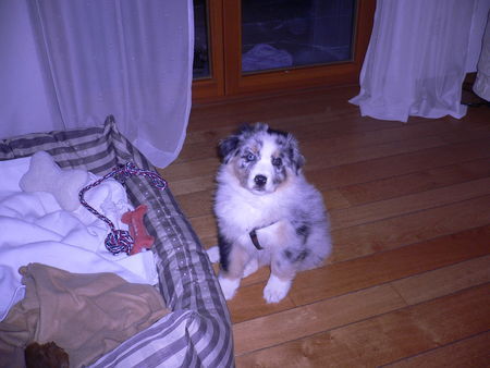 Australian Shepherd Hunde Foto 41246 in höherer Auflösung ansehen Australian Shepherd Shadow 8 wochen alt