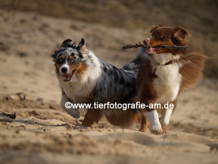 Australian Shepherd Hunde Foto 40011 in höherer Auflösung ansehen Australian Shepherd Unsere Aussies im Spiel