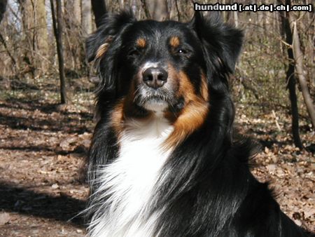 Australian Shepherd Hunde Foto 6976 Australian Shepherd