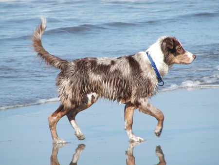Australian Shepherd Hunde Foto 33515 in höherer Auflösung ansehen Australian Shepherd Lucky mit 4 Monaten am Strand