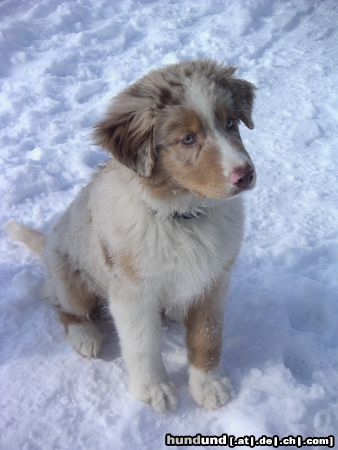Australian Shepherd Hunde Foto 18890 in höherer Auflösung ansehen Australian Shepherd Vaykira du Coral Twivro (12 Wochen alt)