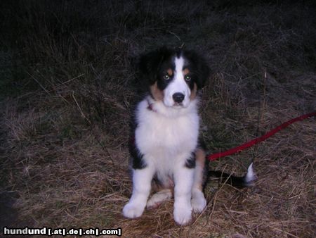 Australian Shepherd Hunde Foto 18325 in höherer Auflösung ansehen Australian Shepherd mein kleiner firo schon ganz groß
