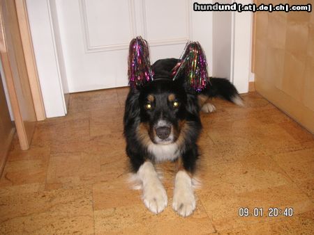 Australian Shepherd Hunde Foto 20382 in höherer Auflösung ansehen Australian Shepherd Eyes On Eyko
