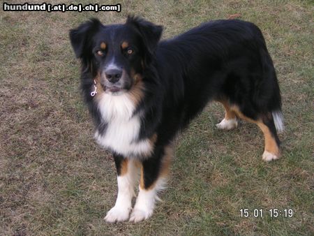 Australian Shepherd Hunde Foto 20334 in höherer Auflösung ansehen Australian Shepherd Western Recall´s Eyes On Eyko
