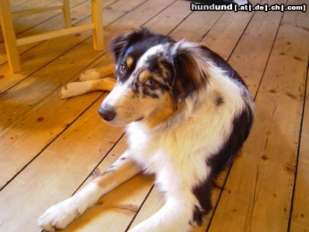 Australian Shepherd Hunde Foto 18058 in höherer Auflösung ansehen Australian Shepherd