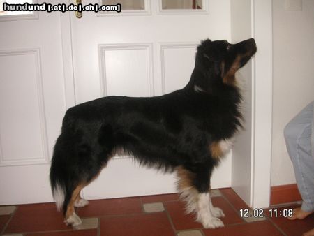 Australian Shepherd Hunde Foto 20380 in höherer Auflösung ansehen Australian Shepherd Eyes On Eyko