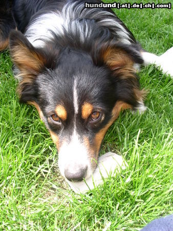 Australian Shepherd Hunde Foto 25847 in höherer Auflösung ansehen Australian Shepherd Das ist mein Aussi Conner!!!