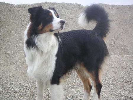 Australian Shepherd Hunde Foto 27123 in höherer Auflösung ansehen Australian Shepherd Das is mein schatz (FIRO)