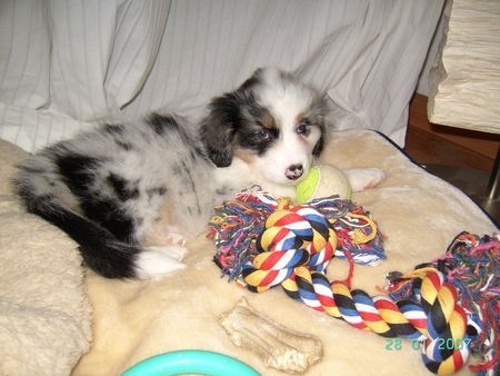 Australian Shepherd Hunde Foto 36835 Australian Shepherd