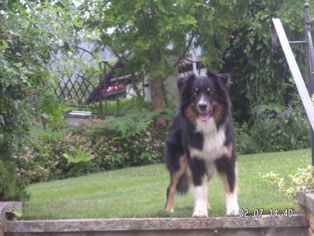 Australian Shepherd Hunde Foto 31118 in höherer Auflösung ansehen Australian Shepherd Eyko=)