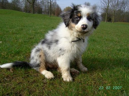 Australian Shepherd Hunde Foto 37164 Australian Shepherd Shanti