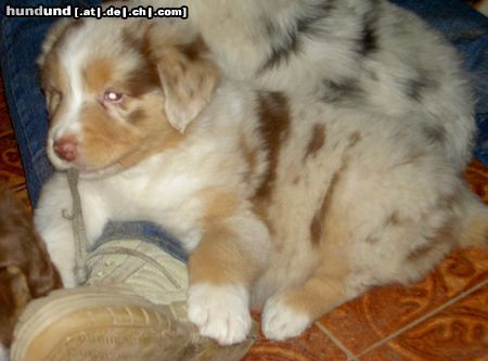 Australian Shepherd Vaykira du Coral Twivro (42 Tage alt)