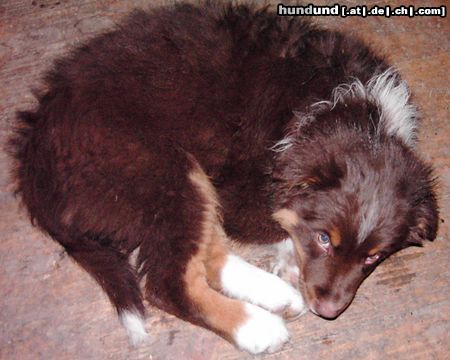 Australian Shepherd Hunde Foto 18182 Australian Shepherd Kleiner Freund
