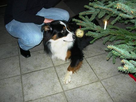Australian Shepherd Hunde Foto 35731 Australian Shepherd Was ist denn das ???