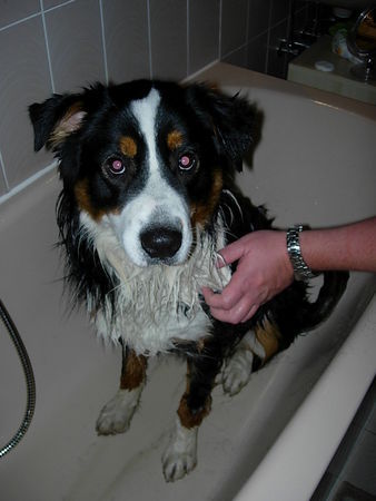 Australian Shepherd Hunde Foto 35396 Australian Shepherd Ich bin ein 11 Monate alter Dreckspatz und zum ersten Mal in der Badewanne *grummel*