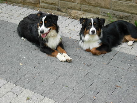 Australian Shepherd Hunde Foto 34456 Australian Shepherd Hallo, wir sind Pepper und Paul - 8 Monate alt