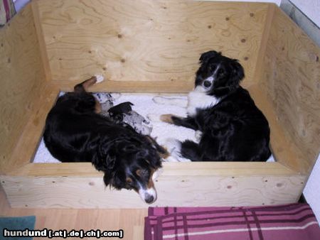 Australian Shepherd Hunde Foto 15257 Australian Shepherd Pinoccia mit den Welpen und Fly, die Welpen sind 1 Woche alt