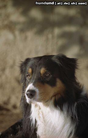Australian Shepherd Hunde Foto 15437 in höherer Auflösung ansehen Australian Shepherd Philosoph du CORAL TWIVRO.Liebhaberzucht du CORAL TWIVRO / Munster / Elsass