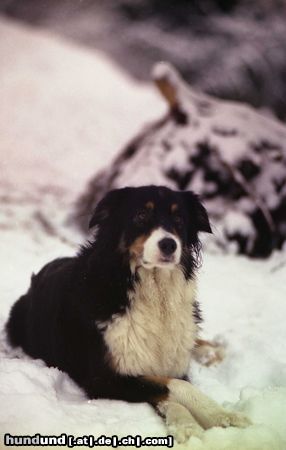 Australian Shepherd Hunde Foto 15436 in höherer Auflösung ansehen Australian Shepherd Phocéa du CORAL TWIVRO.Liebhaberzucht du CORAL TWIVRO / Elsass / Frankreich