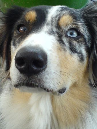 Australian Shepherd Hunde Foto 33114 Australian Shepherd