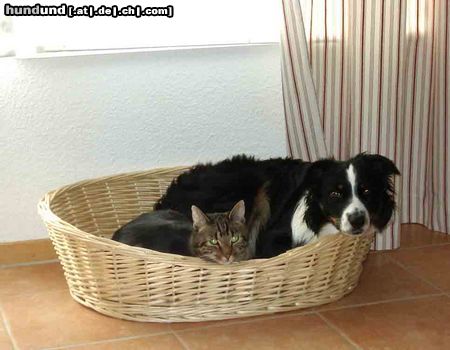 Australian Shepherd Hunde Foto 19277 Australian Shepherd noch Fragen?