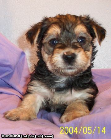 Australian Shepherd Hunde Foto 11264 Australian Shepherd Barbie Beauties Qnyttet 5 veckor