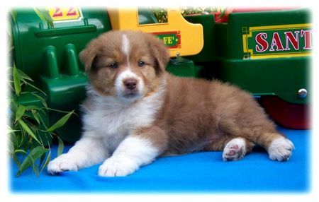 Australian Shepherd Hunde Foto 39155 in höherer Auflösung ansehen Australian Shepherd