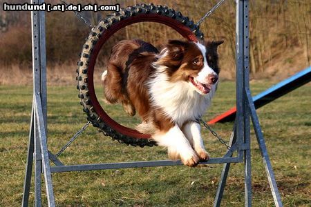Australian Shepherd Hunde Foto 21418 in höherer Auflösung ansehen Australian Shepherd das ist mein australian shepert