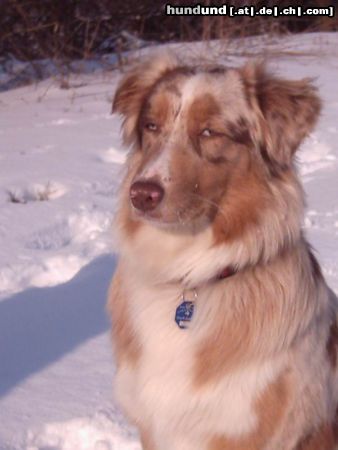 Australian Shepherd Hunde Foto 11688 Australian Shepherd Snow-Shepherd