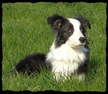 Australian Shepherd Merlin